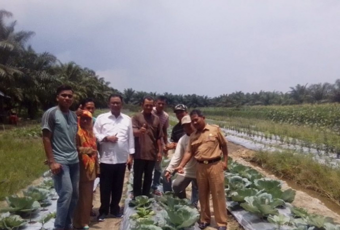 Bupati Rohil Suyatno Tinjau Tanaman Holtikultura Di Kecamatan Batu Hampar