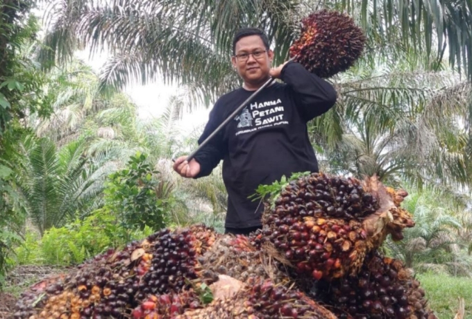 Kabar Gembira untuk Petani Sawit Swadaya Riau, Harga TBS Naik