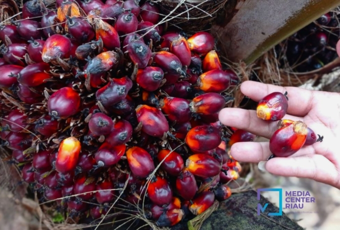 Petani Sawit Plasma di Riau Senyum Sumringah, Harga TBS Meroket