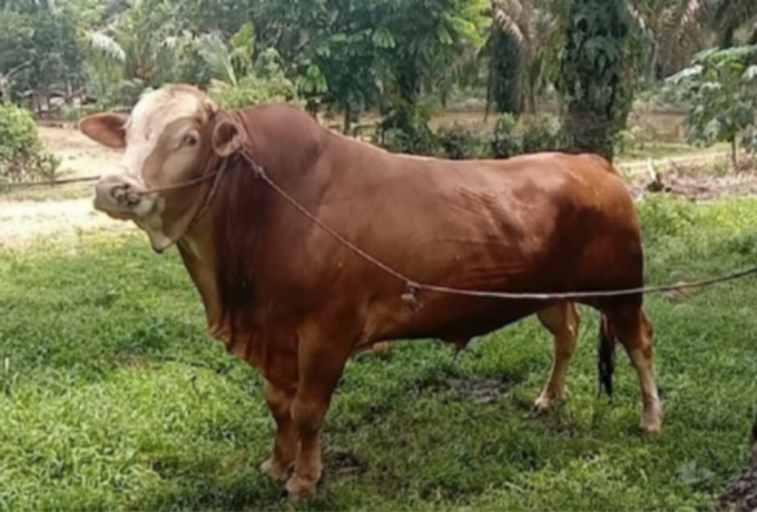 Hampir 1 Ton, Sapi Milik Peternak Rohul Terpilih Jadi Hewan Kurban Presiden Prabowo