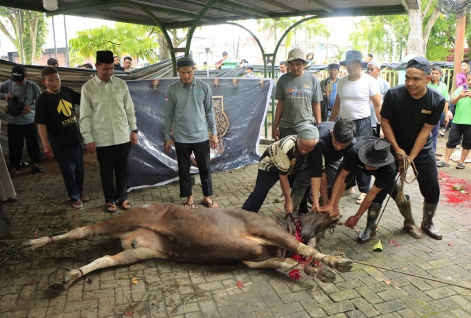 Bupati dan Wakil Bupati Kampar Saksikan Penyembelihan Hewan Qurban