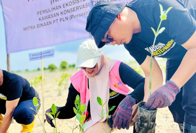 PLN Pulihkan Ekosistem Mangrove di Desa Berakit Lewat Program TJSL