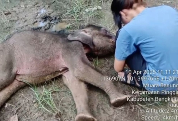 Yuni, Bayi Gajah di Riau Tutup Usia