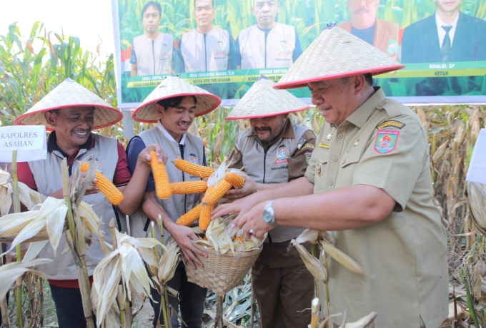 Bupati Asahan Hadiri Panen Raya Jagung di Tinggi Raja: Pemerintah Teguhkan Komitmen Kemandirian Pangan Daerah
