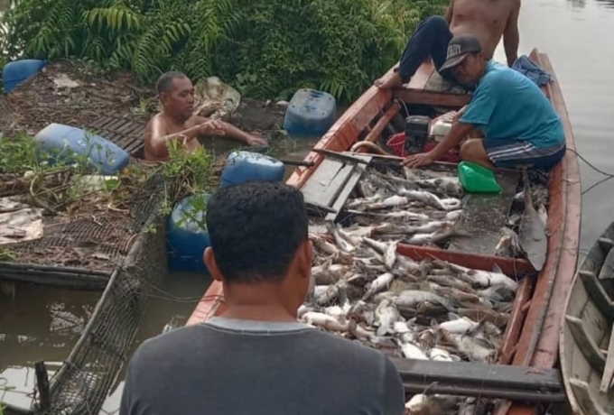 Ribuan Ikan Mati di Sungai Tapung Kanan, DPRD Kampar Desak Pengusutan Dugaan Pencemaran