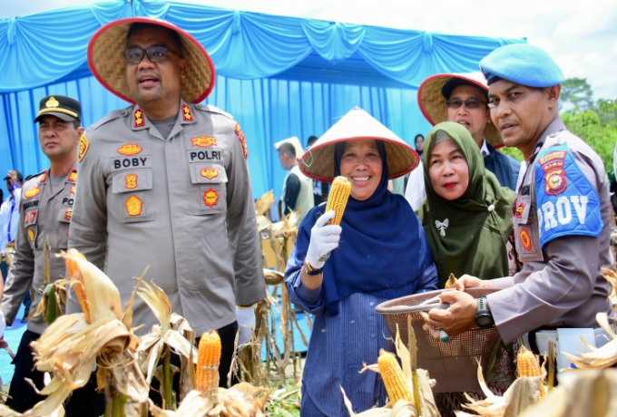 Pemkab Kampar Dorong Swasembada Pangan, Kadis Pertanian Pimpin Panen Raya Jagung Pipil