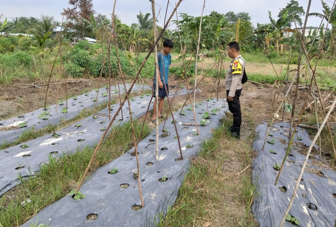 Bhabinkamtibmas Petalongan Sambangi Kebun Gambas Warga Dukung Program Ketahanan Pangan