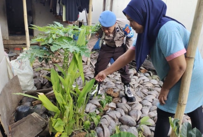 AIPTU Riki Hendra Pantau Kebun Rumah, IPTU Parsaulian: Swasembada Dimulai dari Halaman