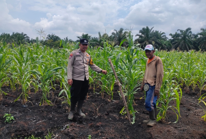 Polsek Keritang Pantau Progres Perawatan Jagung Program Asta Cita Ketahanan Pangan