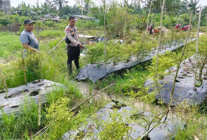 Bhabinkamtibmas Desa Petalongan Sambangi Lahan Cabai Warga, Dukungan Terhadap Ketahanan Pangan