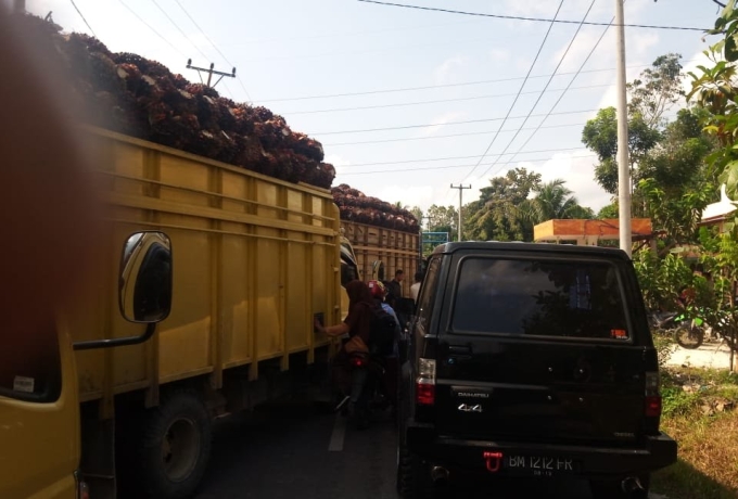 Petani Sawit Riau Nikmati Kenaikan Harga TBS Swadaya, Plasma Justru Terkoreksi