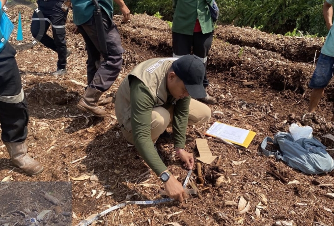 Bocah 12 Tahun di Pelalawan Tewas Diterkam Harimau Sumatera