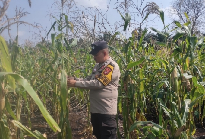 Bhabinkamtibmas Polsek Keritang Turun ke Lahan, Pastikan Jagung Program Asta Cita Tumbuh Optimal