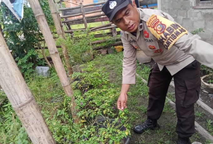 Polsek Merbau Sambangi Petani Cabai, Dukung Program Swasembada Pangan Nasional