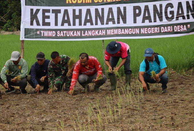 Perkuat Swasembada Pangan Pelosok Desa, Satgas TMMD Ke-129 Kodim 0313/KPR Turun Sawah Tanam Padi